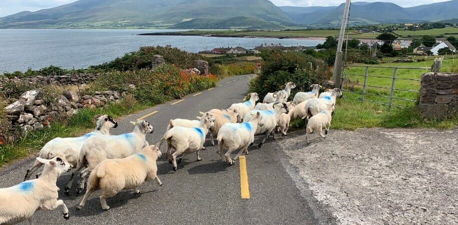 Dingle Way Hiking Trail in Ireland