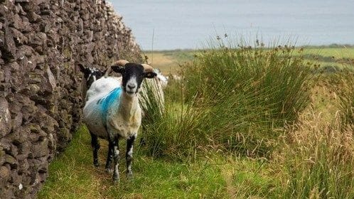 Kerry Way