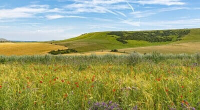 South Downs Way