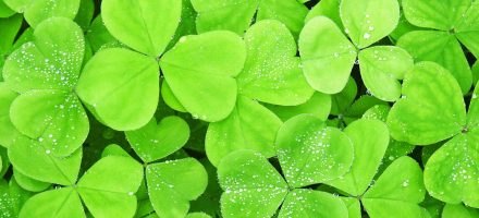 La Saint Patrick en Irlande top 10 des destinations