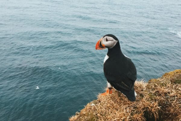Observer la faune en Irlande