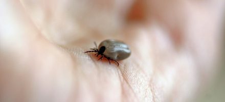 Se protéger des tiques en randonnée