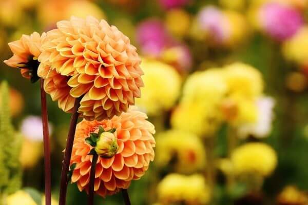 les plus beaux jardins d’Irlande