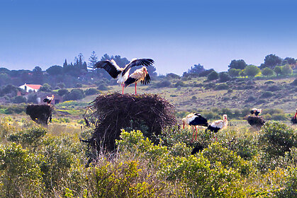 Sentiers Côtiers de l’Algarve