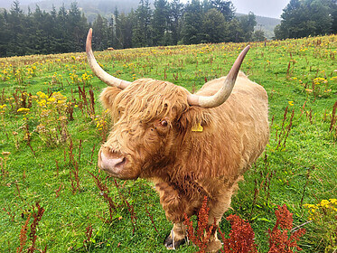 Speyside Way (La Route du Whisky)