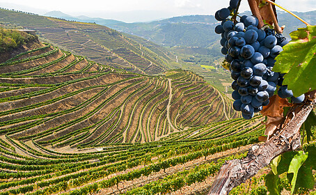 Porto & la vallée du Douro (Itinéraires Emblématiques)