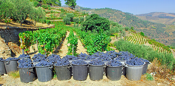 Porto & la vallée du Douro (Itinéraires Emblématiques)