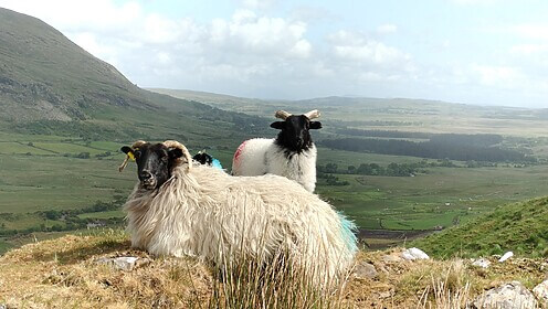 Connemara et l’Ouest Irlandais