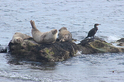 Fife Coastal Path