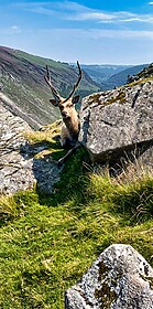 Wicklow Way et les Sentiers de Glendalough