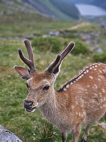 Wicklow Way et les Sentiers de Glendalough