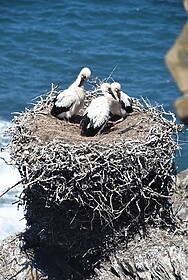 Rota Vicentina (Sentier des Pêcheurs)