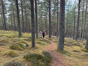 Speyside Way (La Route du Whisky)