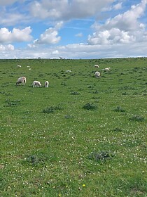 Sentier du Mur d’Hadrien (D’Est en Ouest)